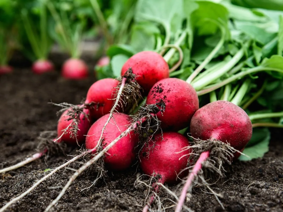 Zdjęcie Rzodkiewka: Jakie rośliny siać obok dla lepszych plonów?