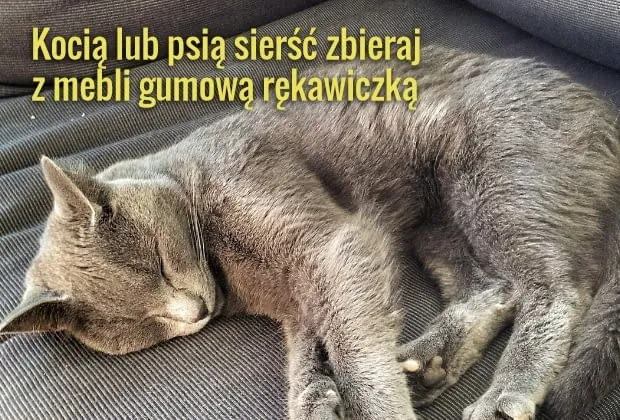 Zdjęcie Jak usunąć sierść z koca? Skuteczne metody, które naprawdę działają
