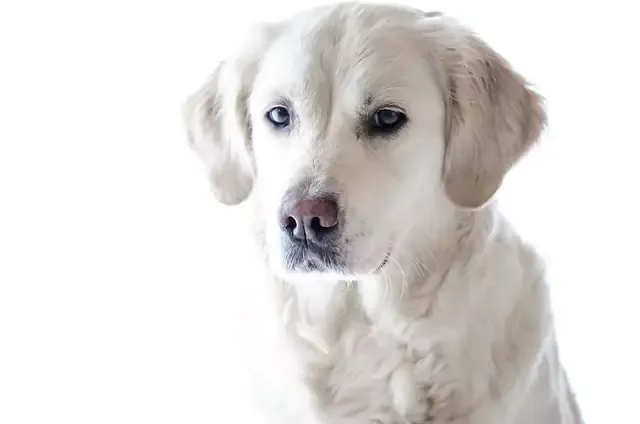Zdjęcie Ile trwa cieczka u golden retrievera? Odkryj, co musisz wiedzieć