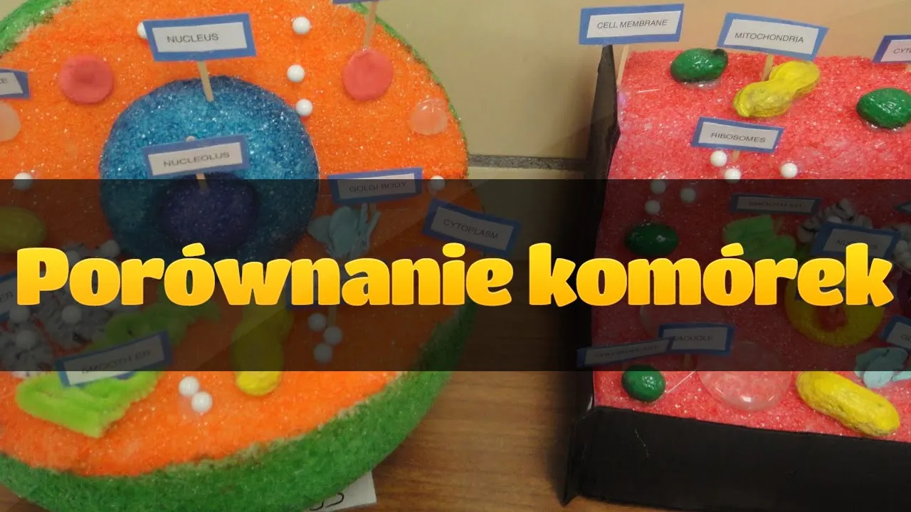 Zdjęcie Czym różni się komórka roślinna od zwierzęcej? Kluczowe różnice i ich znaczenie