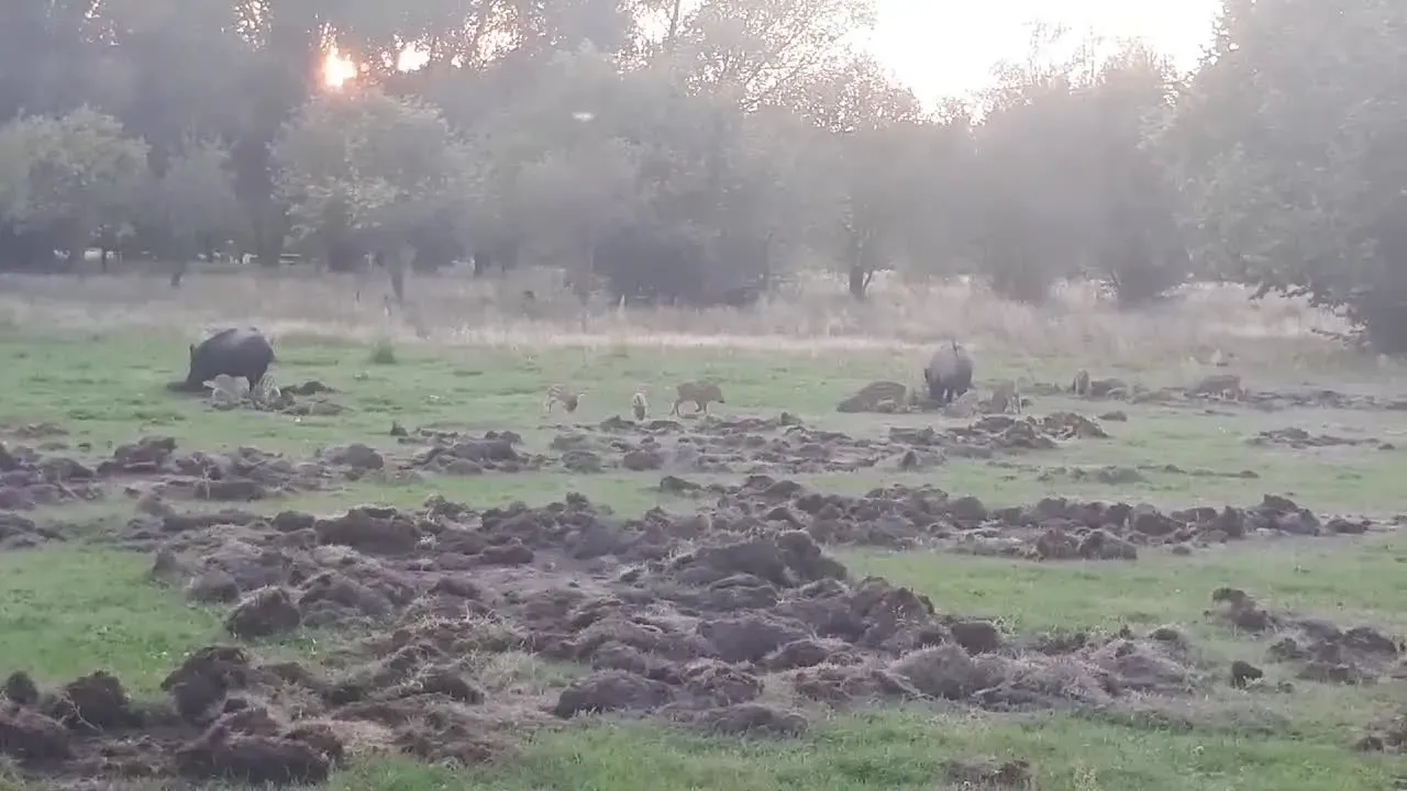Zdjęcie Co robić, gdy dziki na osiedlu zagrażają bezpieczeństwu?