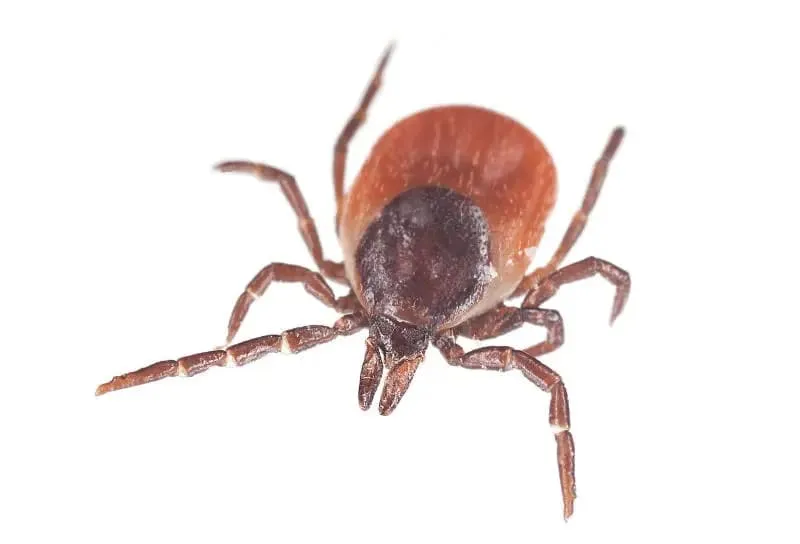 Zdjęcie Cómo matar la garrapata de forma segura y evitar infecciones