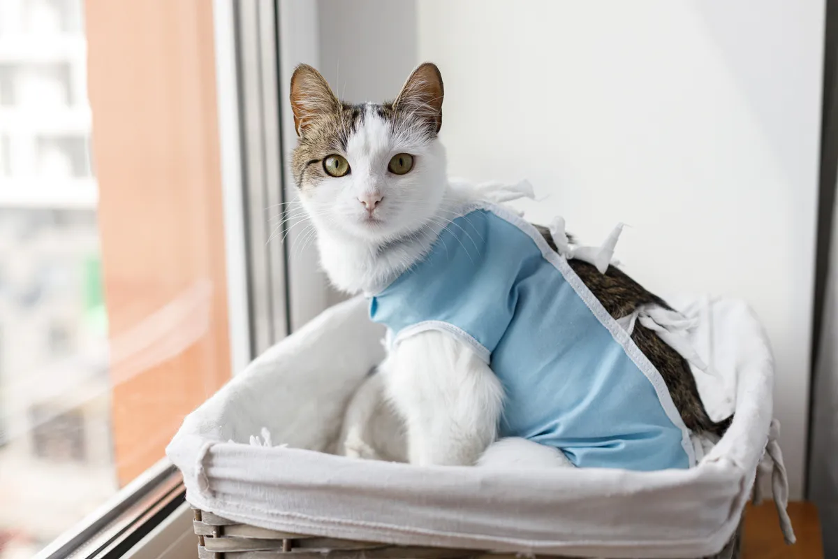 Zdjęcie Was kostet die Sterilisation einer Katze? So vermeiden Sie hohe Kosten