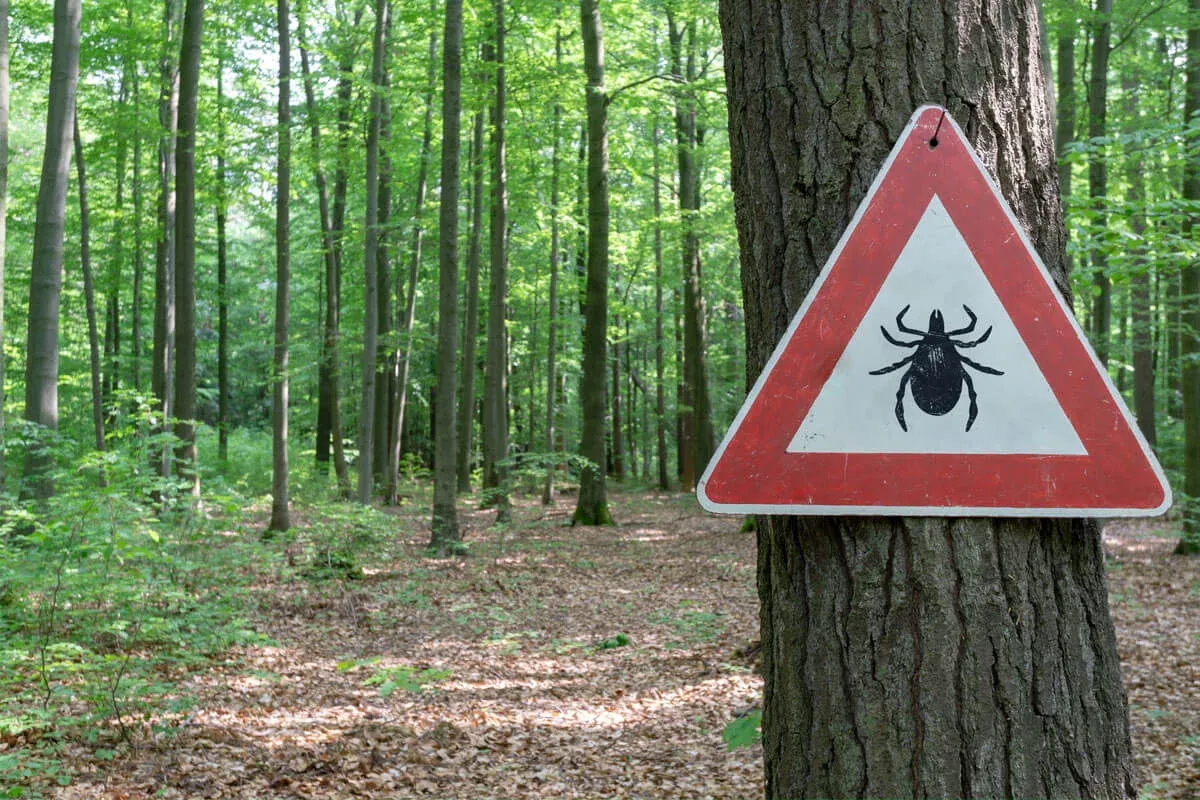 Zdjęcie Was passiert wenn der Kopf einer Zecke stecken bleibt? Risiken und Tipps