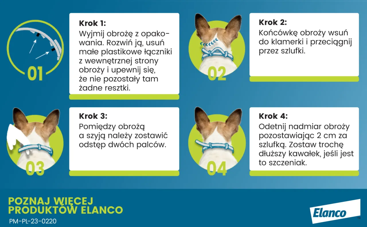 Zdjęcie Jak działa obroża przeciwpchelna dla kota? Odkryj skuteczne działanie