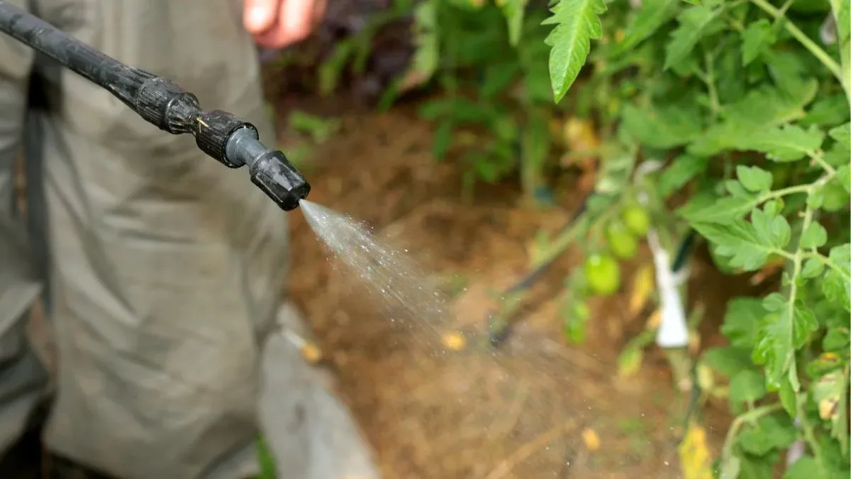 Zdjęcie Skuteczne metody opryskiwania pomidorów dla zdrowych plonów