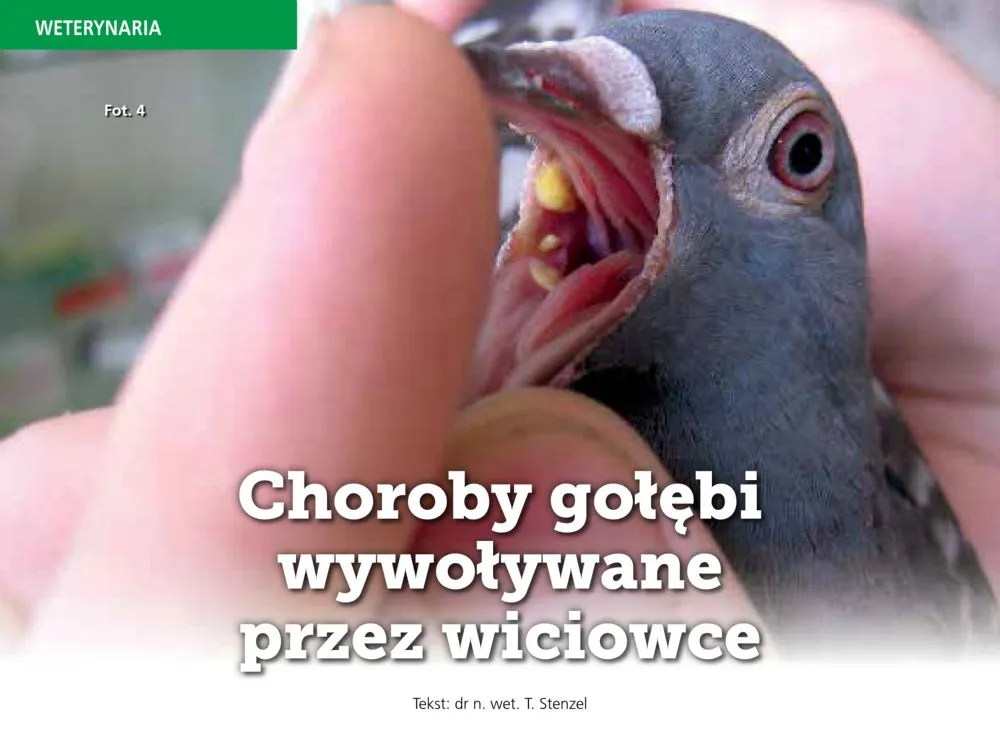 Zdjęcie Robaki u gołębi objawy: Jak rozpoznać zagrożenie dla zdrowia ptaków
