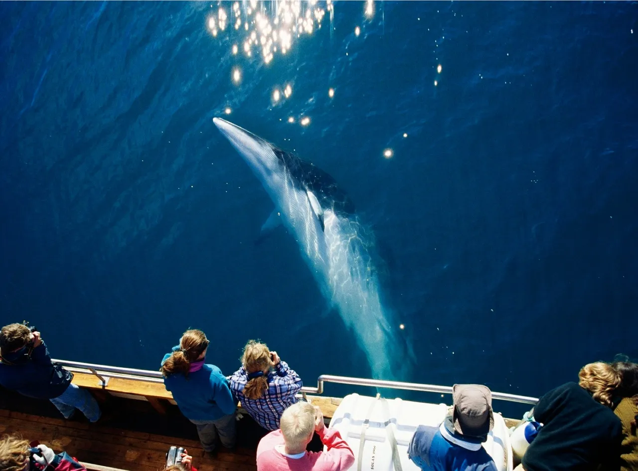 Zdjęcie Los mejores lugares que visitar en Islandia para una experiencia inolvidable
