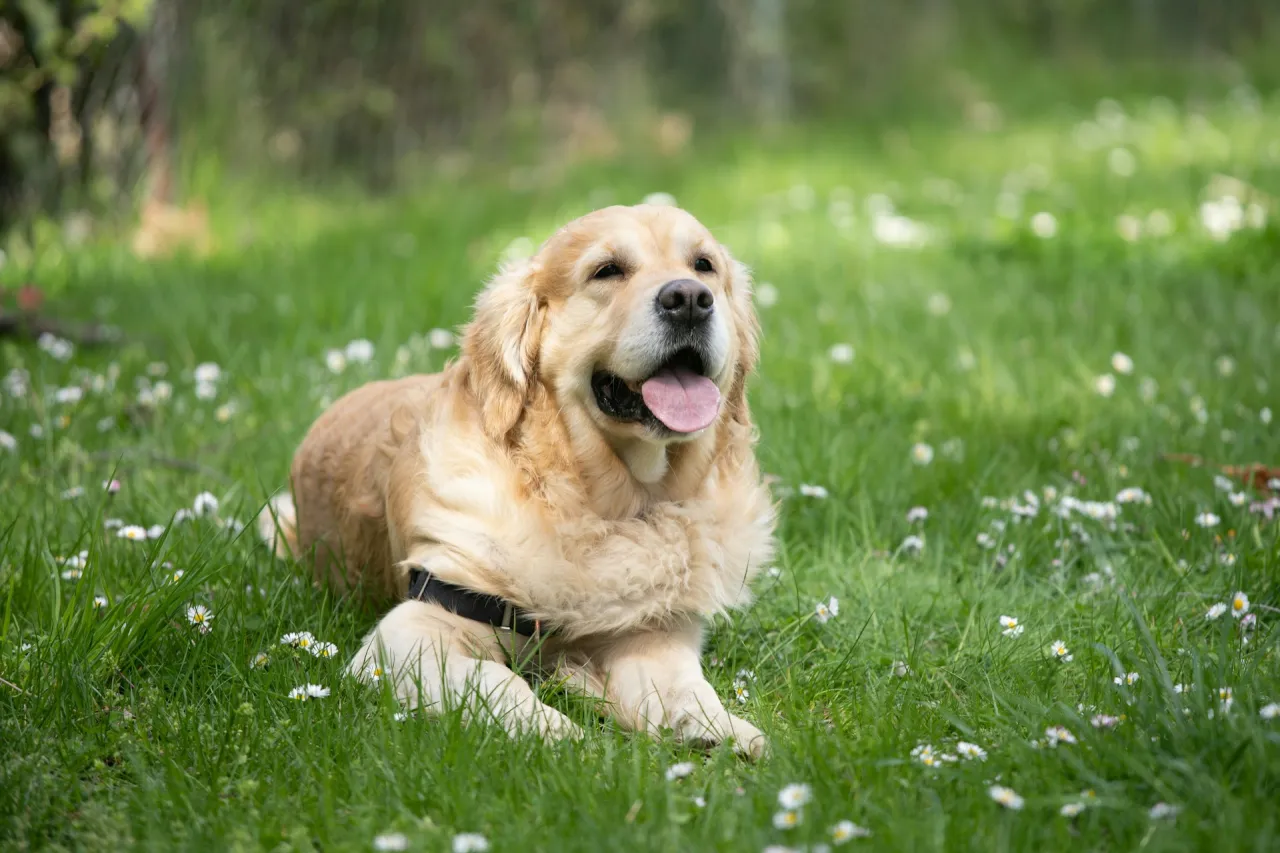 Zdjęcie Czy golden retriever może mieszkać na dworze? Odkryj prawdę o jego potrzebach