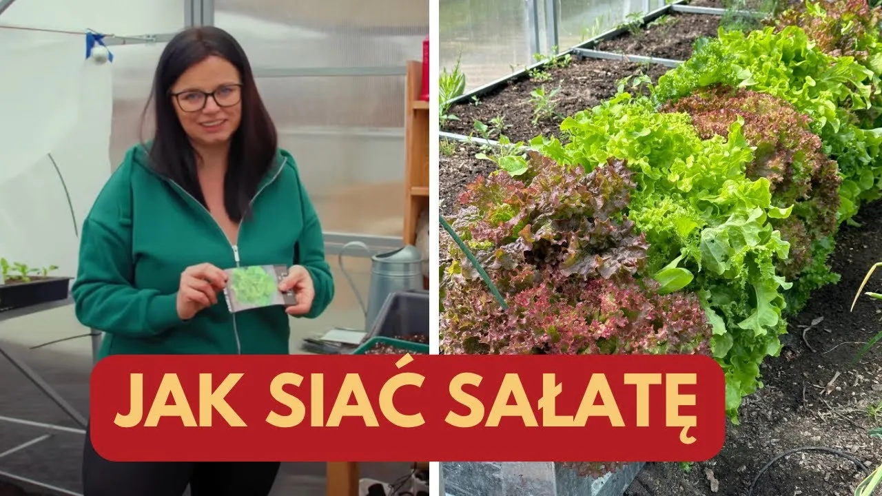 Zdjęcie Kiedy siać sałatę w folii, aby uniknąć strat w zbiorach?