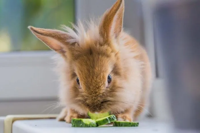 Zdjęcie Czy króliki mogą jeść ogórki? Sprawdź, co musisz wiedzieć!