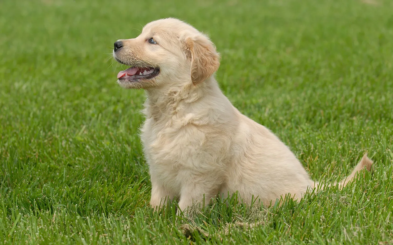 Zdjęcie Czym karmić szczeniaka golden retrievera, aby zapewnić zdrowy rozwój