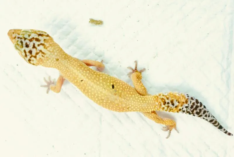 Zdjęcie Czy gekon ma zęby? Odkryj ich funkcje i znaczenie w życiu gekona