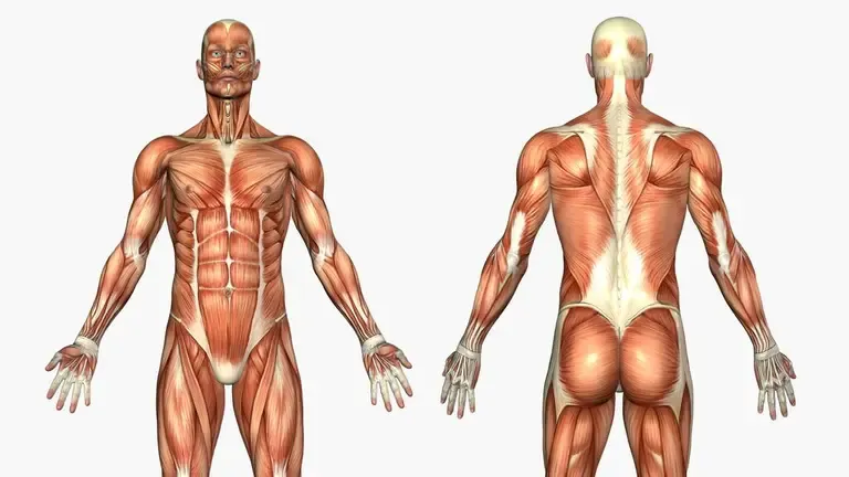 Zdjęcie Músculos del cuerpo humano: Tu guía experta para fuerza y salud