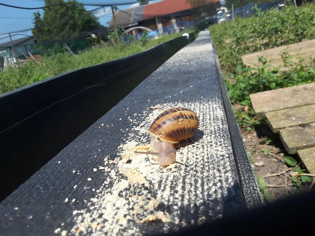 Zdjęcie Jak założyć hodowlę ślimaków i uniknąć najczęstszych błędów