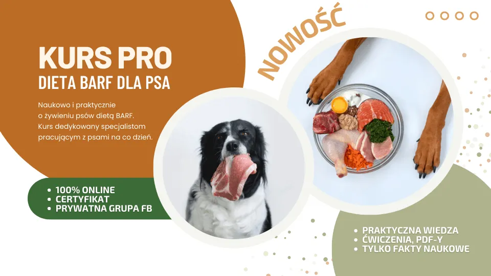 Zdjęcie Surowy kurczak dla psa: Ryzyko, korzyści i zasady bezpiecznego karmienia