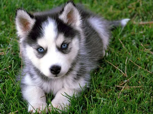 Zdjęcie Jak długo żyją husky? Poznaj fakty o ich długości życia
