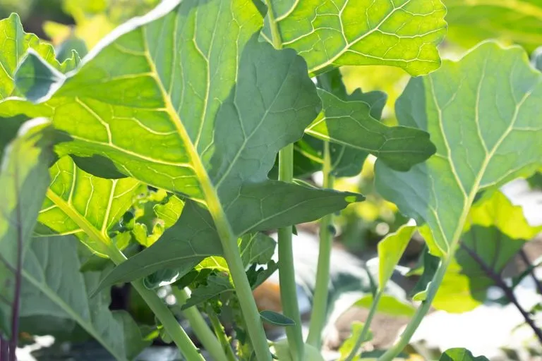 Zdjęcie Kiedy kalarepa w sezonie? Od wiosny do jesieni uprawa i zbiory