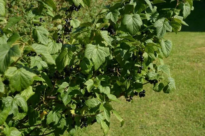 Zdjęcie Jak kwitnie czarna porzeczka? Kluczowe etapy i pielęgnacja rośliny