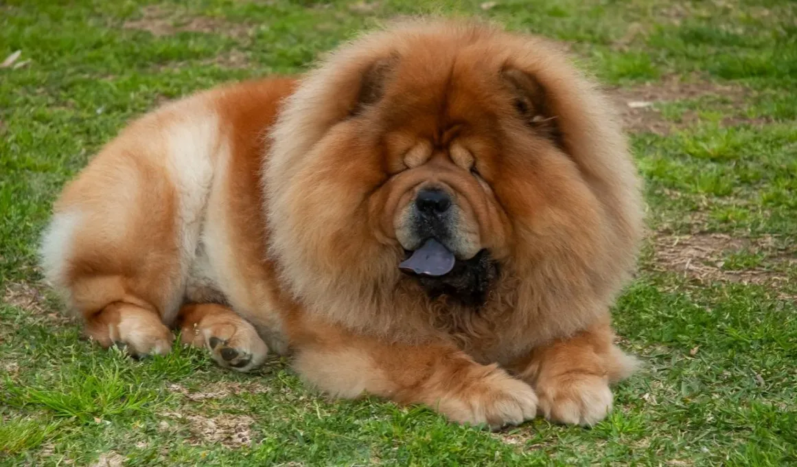 Zdjęcie Chow chow sierść czy włosy - co powinieneś wiedzieć o pielęgnacji