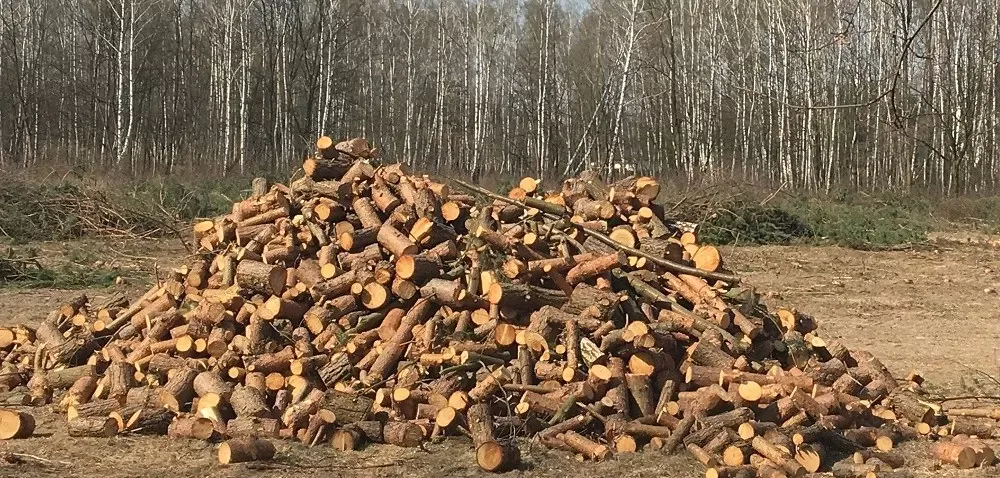 Zdjęcie Czy trzeba zgłaszać wycięcie drzewa na posesji? Sprawdź przepisy i kary