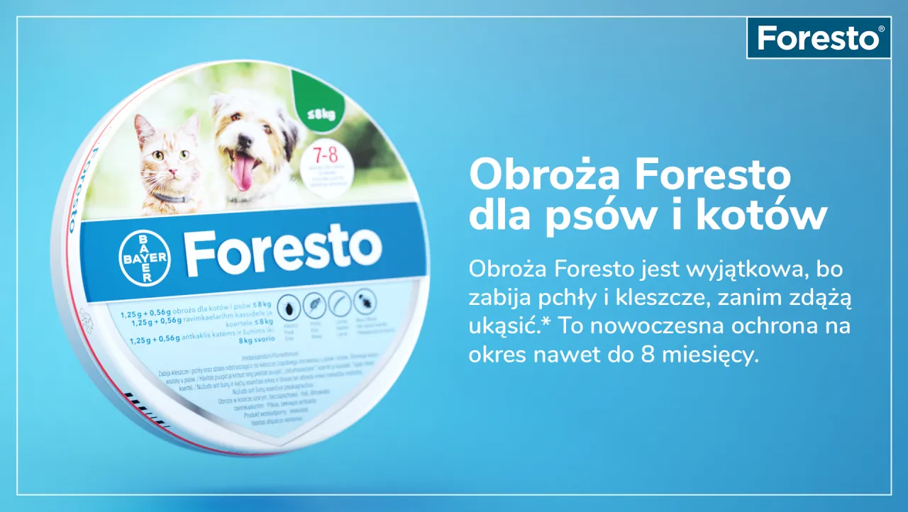 Zdjęcie Obroża Foresto ile działa - jak długo chroni przed pchłami i kleszczami?