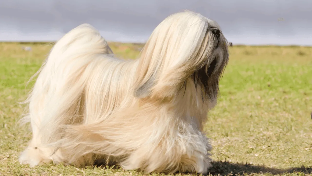 Zdjęcie Prowadzenie hodowli lhasa apso: kompletny poradnik dla początkujących