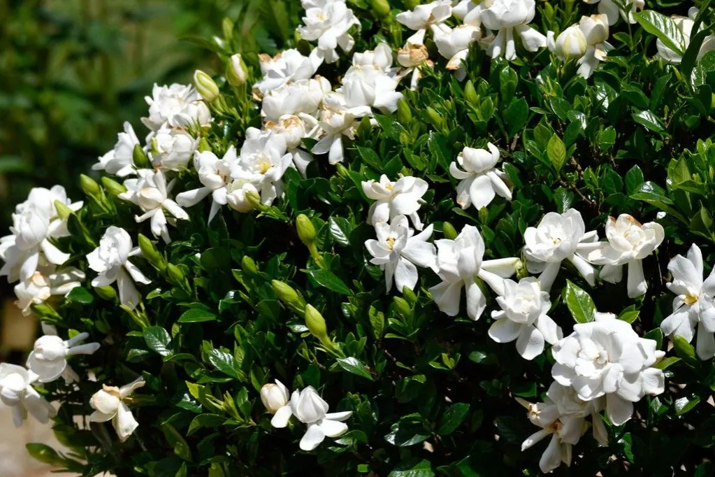 Zdjęcie Los mejores arbustos en flor para transformar tu jardín y balcón
