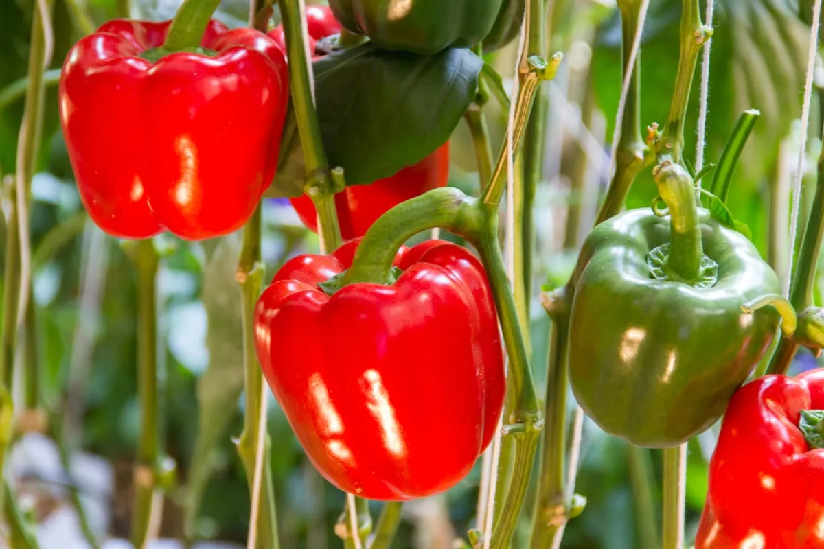 Zdjęcie Jak uprawiać paprykę? Kompletny poradnik od A do Z