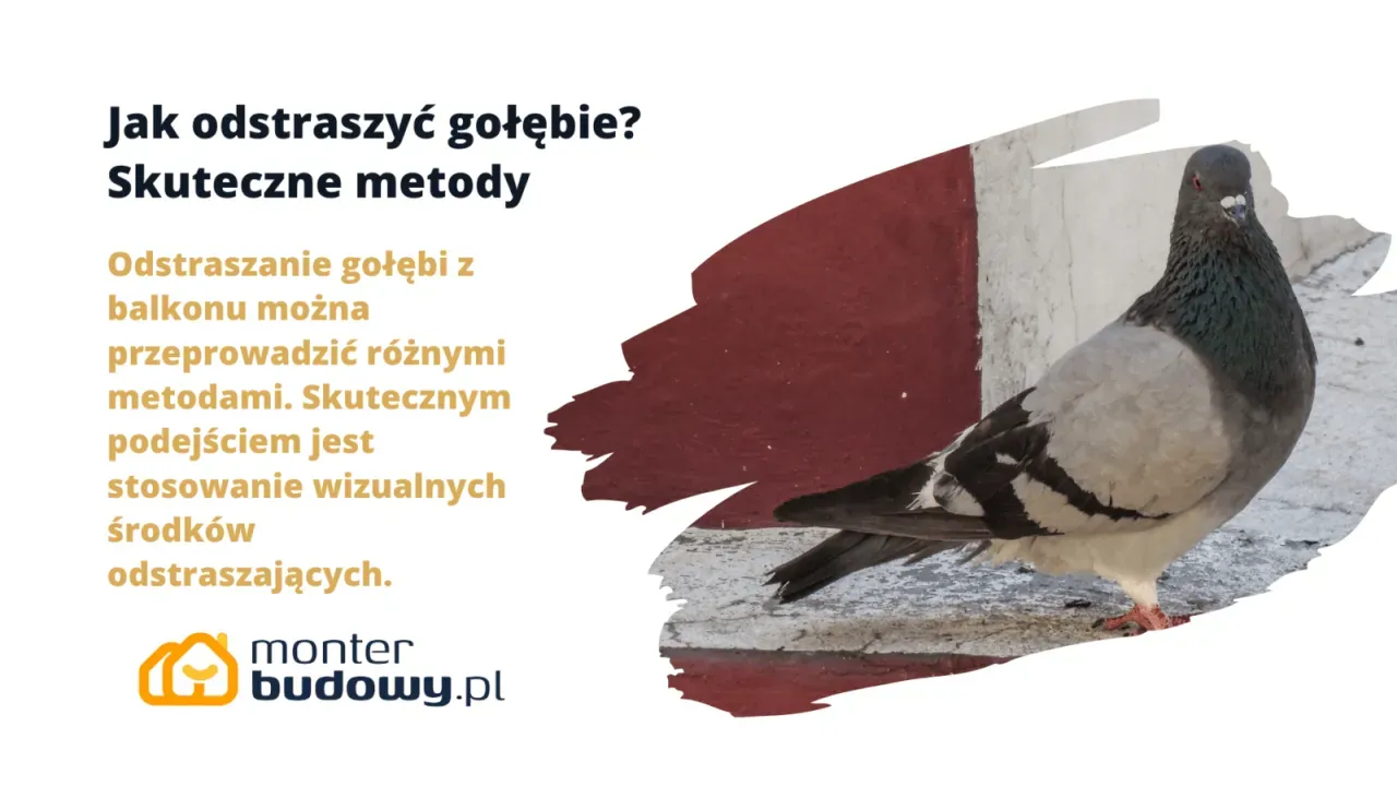 Zdjęcie Jak wytresować gołębia pocztowego: skuteczne techniki i porady