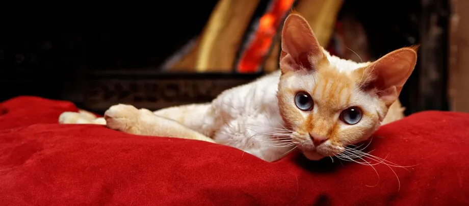 Zdjęcie Kolory Devon Rex: Jakie są najpiękniejsze umaszczenia tej rasy?