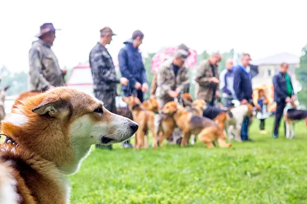 Zdjęcie Jak założyć hodowlę ZKwP i uniknąć najczęstszych błędów