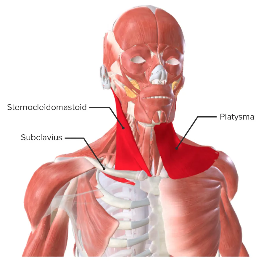 Zdjęcie Todo lo que necesitas saber sobre los músculos del cuello y su función