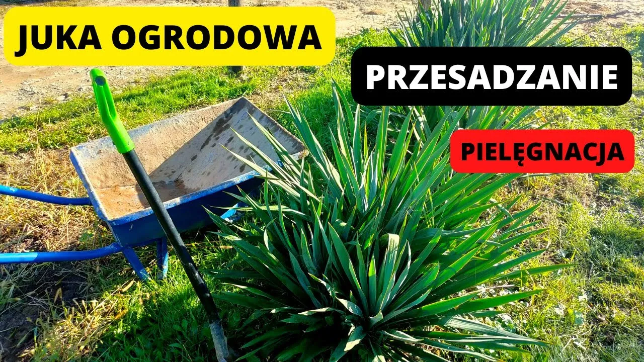 Zdjęcie Kiedy przesadzać kwiaty w ogrodzie, aby uniknąć błędów i zapewnić zdrowie roślin