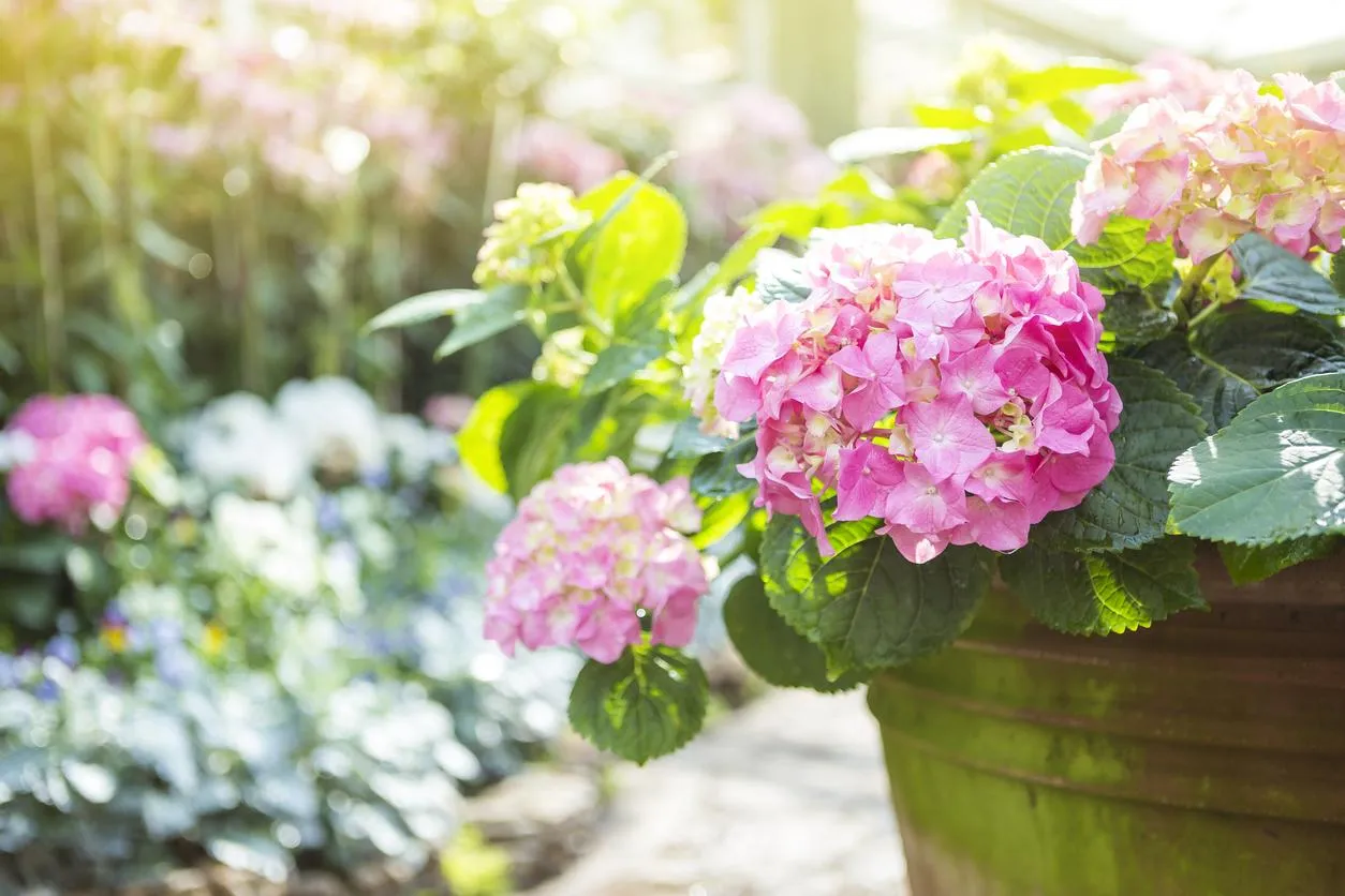 Zdjęcie Cuidados de las hortensias en maceta para evitar su muerte prematura