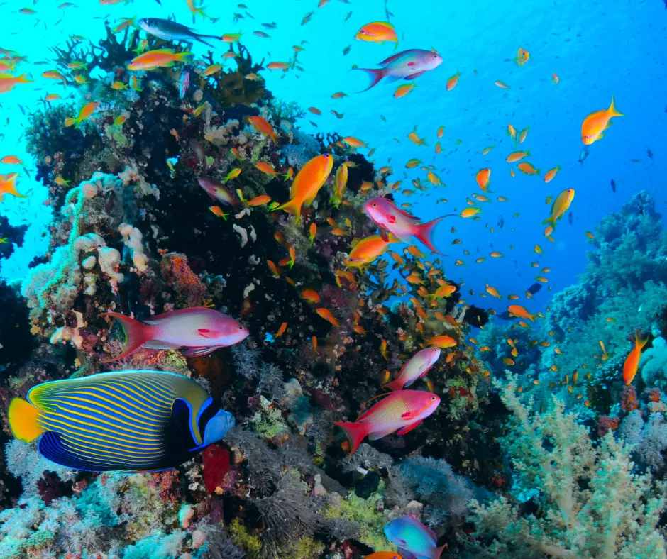 Zdjęcie Największe oceanarium w Polsce: co warto zobaczyć w Afrykarium