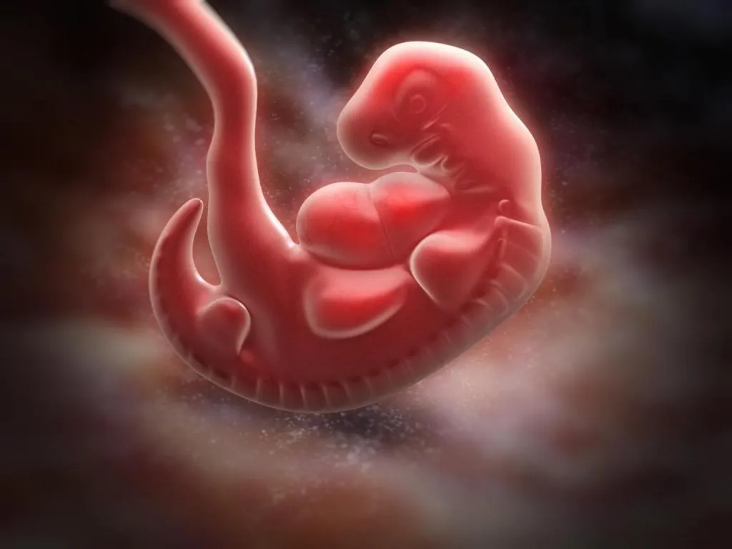 Zdjęcie Jak wygląda dziecko w 5 tyg ciąży? Zaskakujący rozwój zarodka