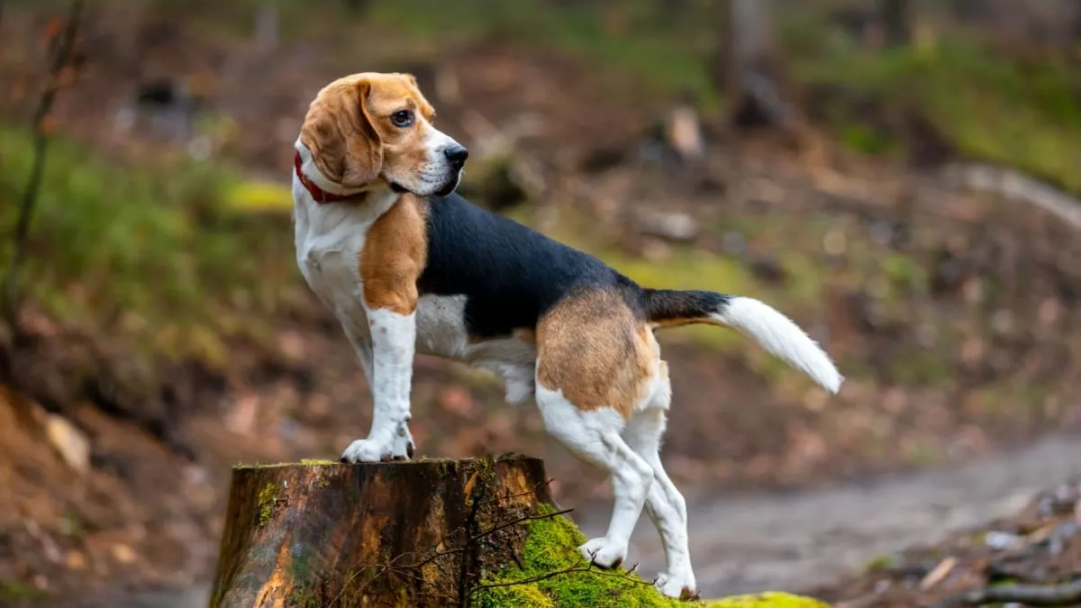 Zdjęcie Ile kosztuje szczeniak beagle? Sprawdź, co wpływa na cenę