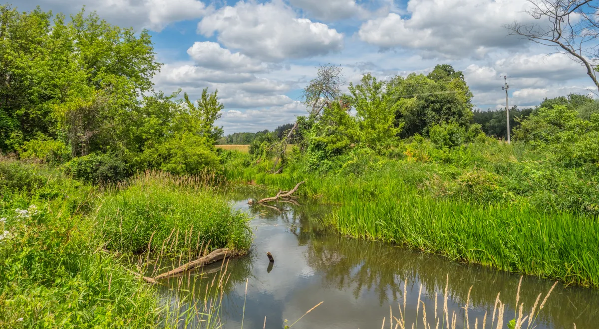 Zdjęcie Rezerwat przyrody Świder: Odkryj unikalne piękno i zagrożenia