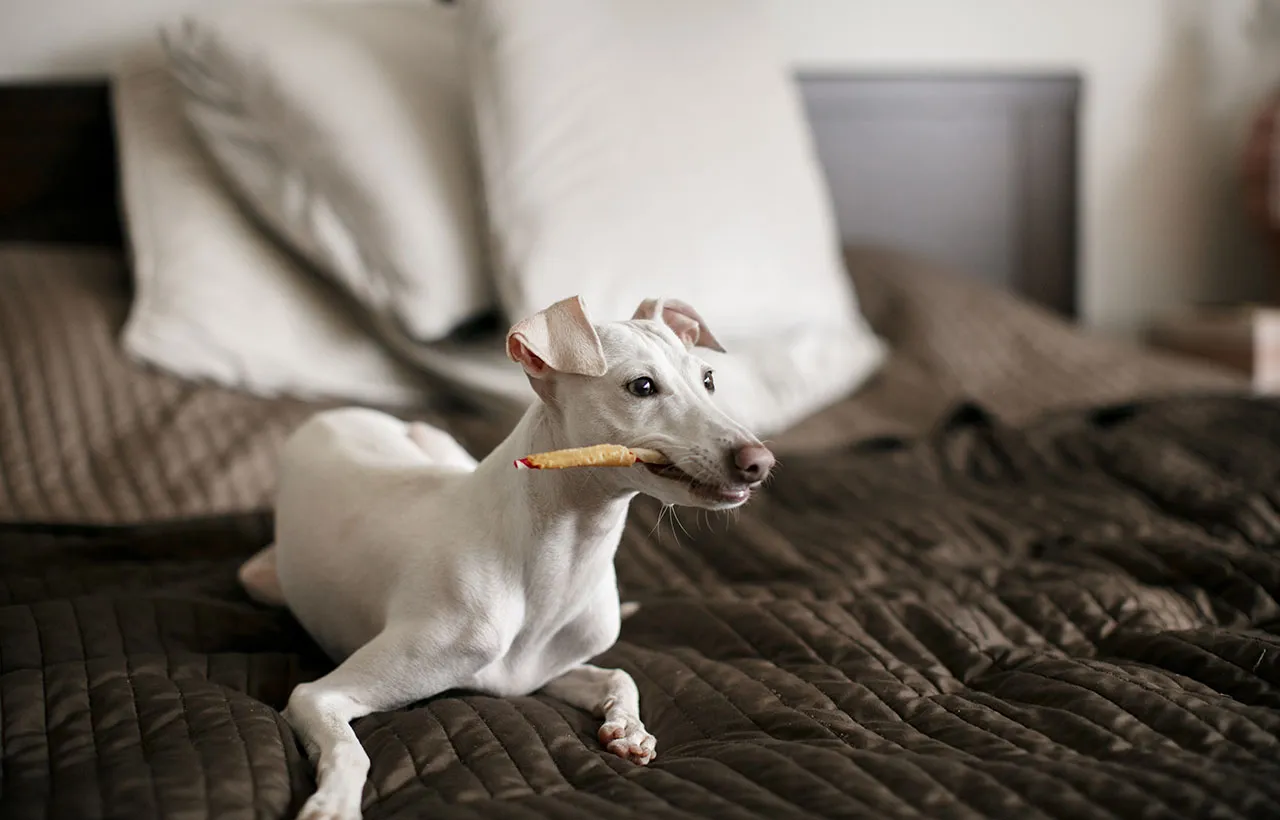 Zdjęcie Kopyto dla psa: co musisz wiedzieć zanim kupisz ten naturalny gryzak