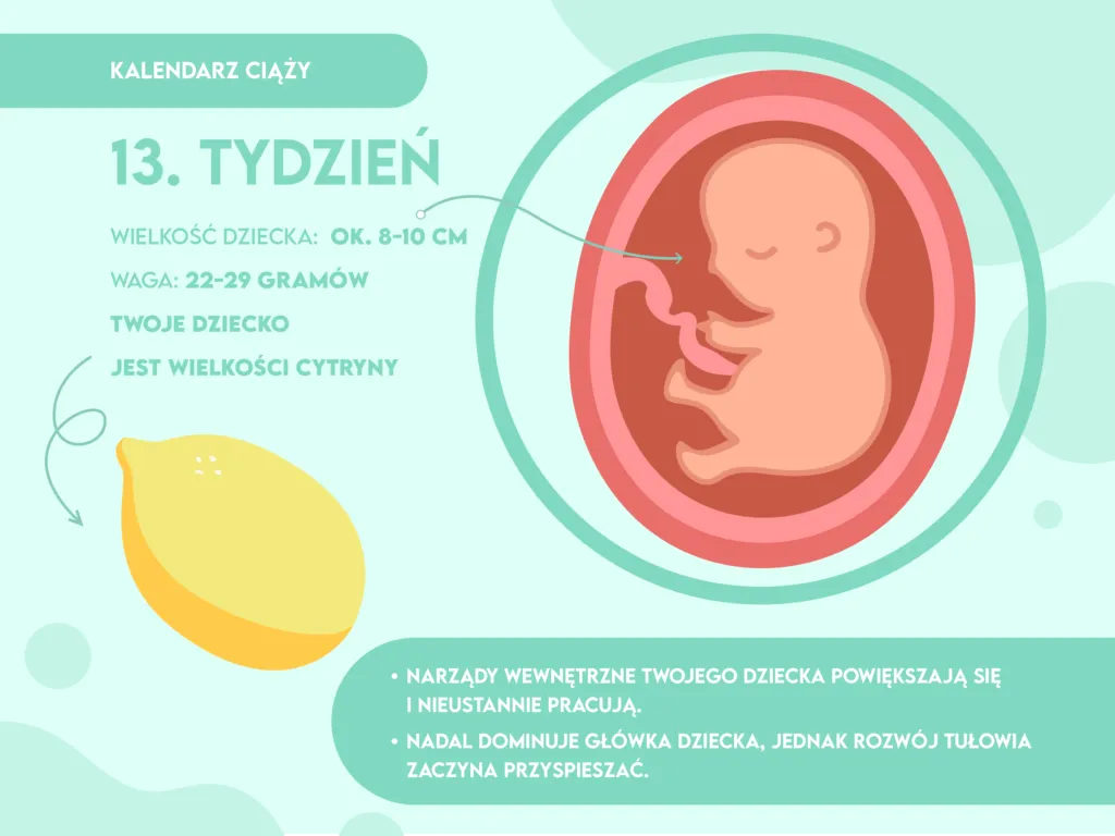 Zdjęcie Jak wygląda płód w 13 tygodniu ciąży? Zaskakujące zmiany i rozwój