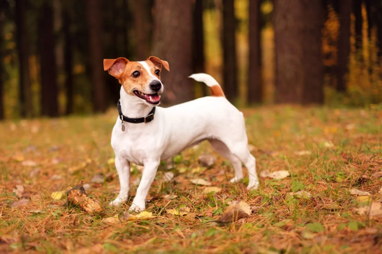 Jack Russell Terrier zabawy węchowe