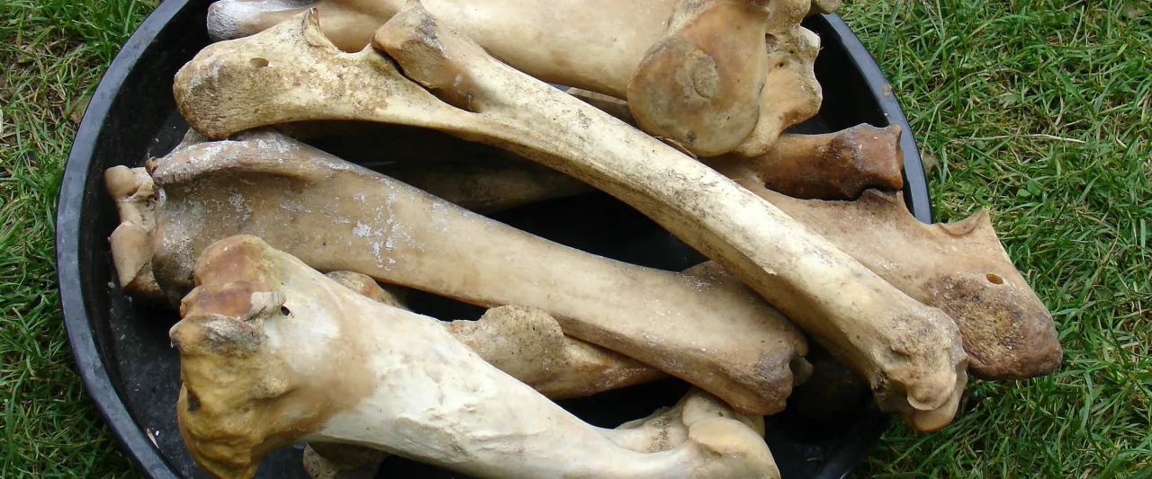 Duże, białe kości wołowe w czarnej misce na trawie. Czy pies może jeść kości wołowe?