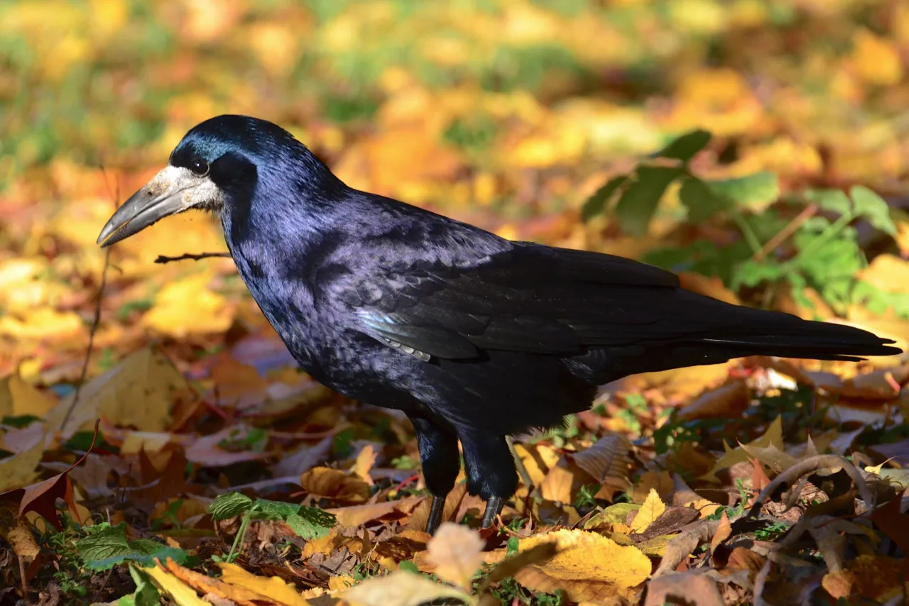 gawron dziób naga skóra