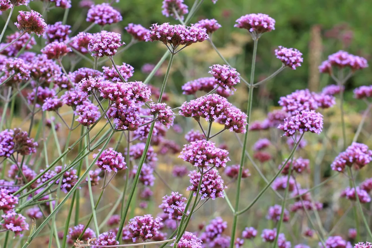 Pielęgnacja werbeny dla obfitego kwitnienia