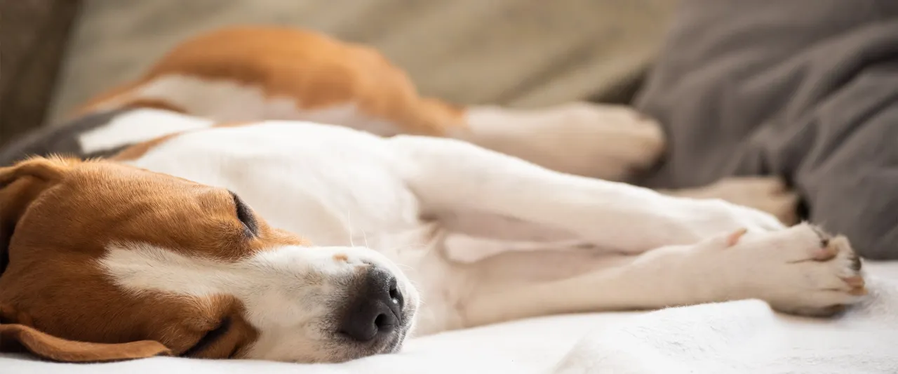 Uroczy beagle śpi na kanapie. To idealny moment, kiedy usypia się psa, by cieszyć się jego spokojem.