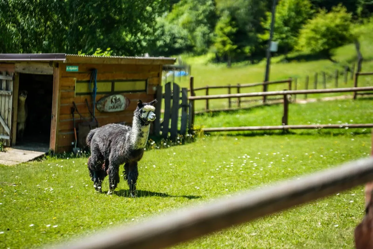Wisła atrakcje dla dzieci Skolnity alpaki