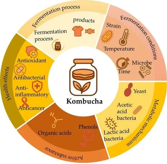 kombucha benefits infographic
