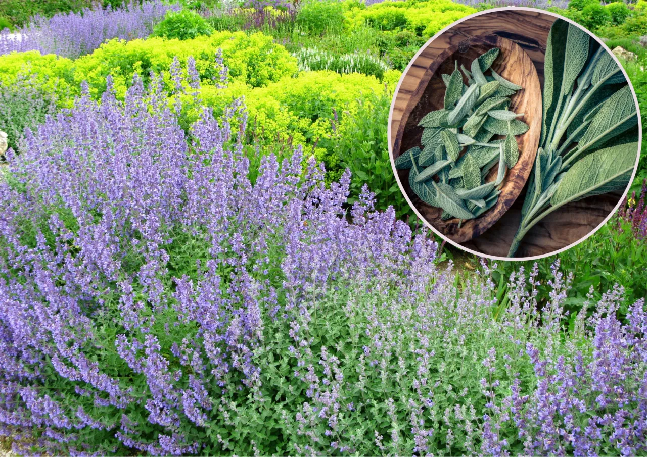 szałwia lekarska susz i świeże liście