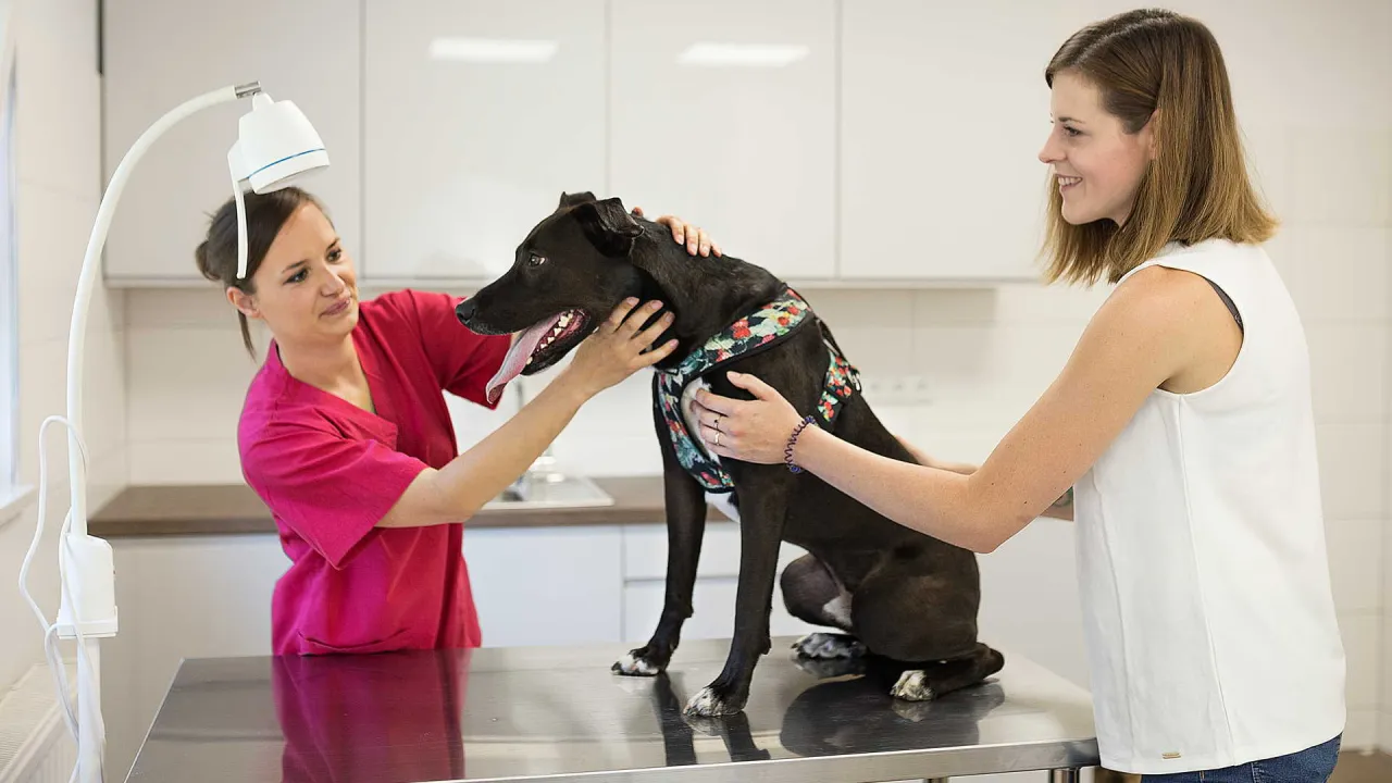 nowoczesny gabinet weterynaryjny USA, weterynarz pracuje z psem